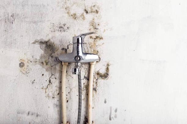 Home Mold Removal in Larose, LA