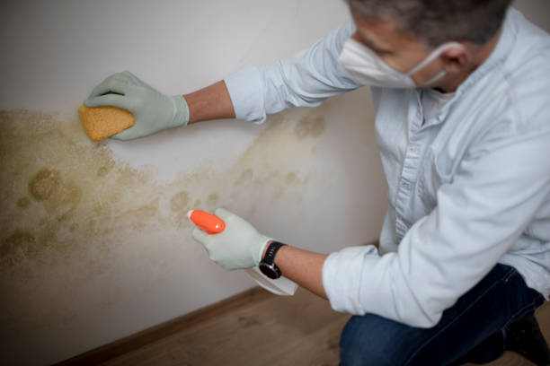 Best Commercial Mold Removal  in Rose, LA