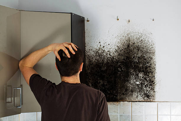  Rose, LA Mold Removal Pros