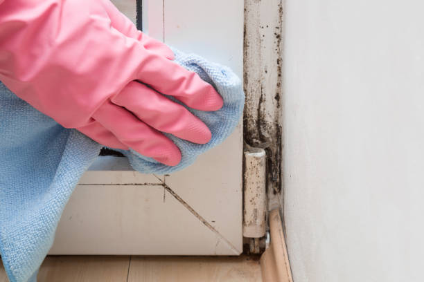 Best Attic Mold Removal  in Rose, LA